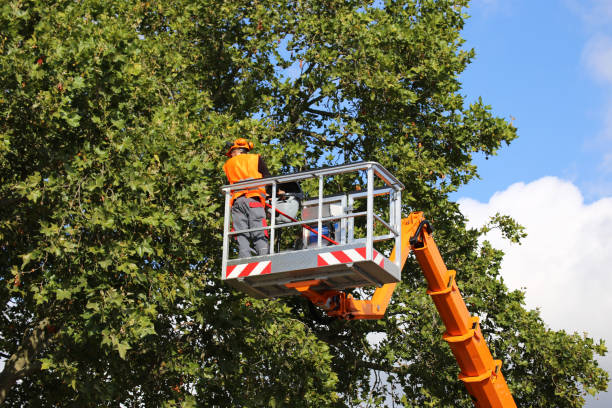 Leaf Removal in Lewes, DE